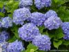 hydrangea1b.jpg